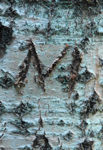 M gravé par Marie <br> dans le parc des chutes