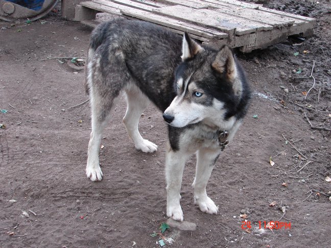 Un des Husky de Jessie et Ianis